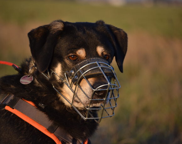 Olec- Souveräner Charakterkopf sucht klare Führung
