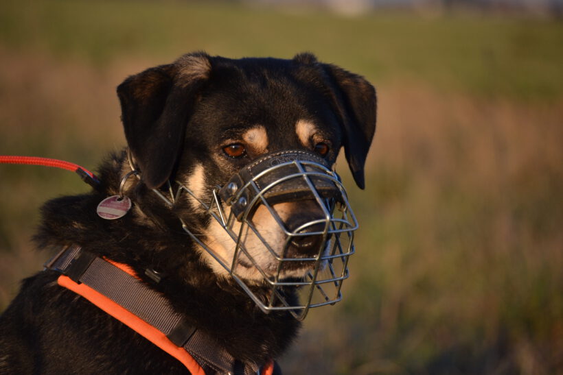 Olec- Souveräner Charakterkopf sucht klare Führung