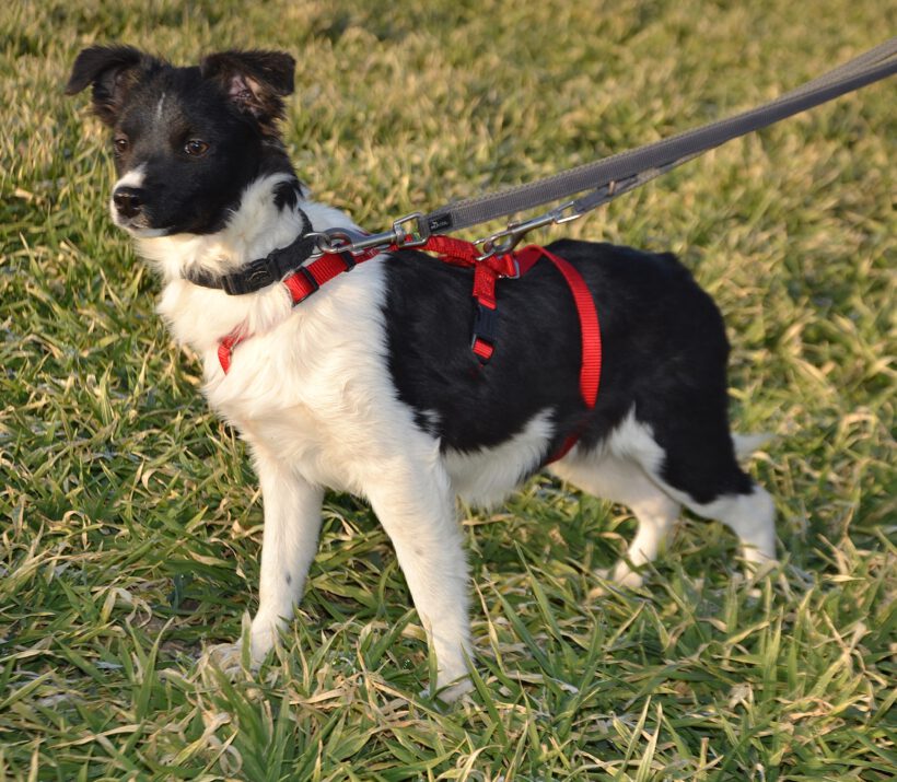 Sonnenschein Lolly- kleine alberne Nudel sucht Herzensmenschen