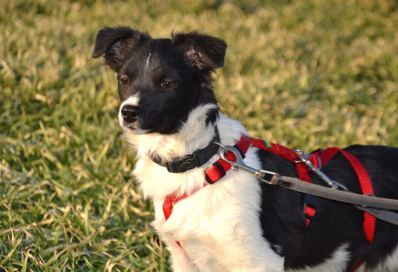 Sonnenschein Lolly- kleine alberne Nudel sucht Herzensmenschen