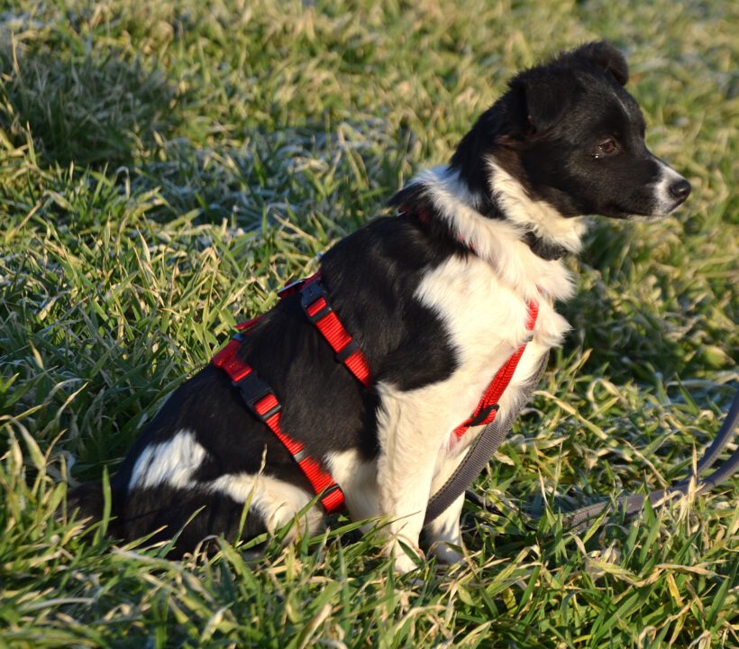 Sonnenschein Lolly- kleine alberne Nudel sucht Herzensmenschen