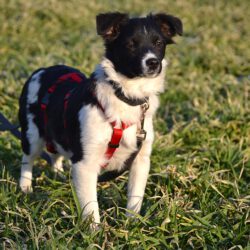 Sonnenschein Lolly- kleine alberne Nudel sucht Herzensmenschen