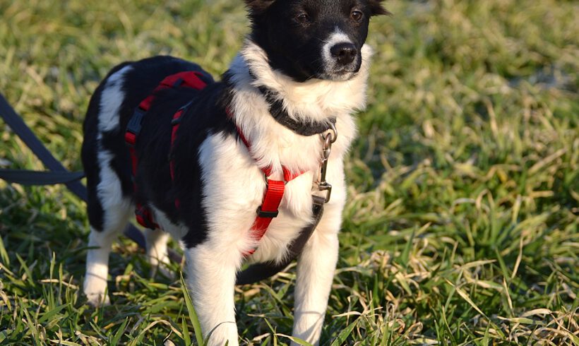 Sonnenschein Lolly- kleine alberne Nudel sucht Herzensmenschen