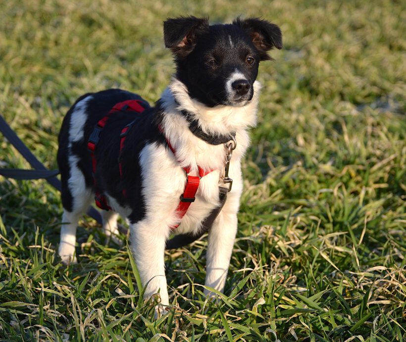 Sonnenschein Lolly- kleine alberne Nudel sucht Herzensmenschen