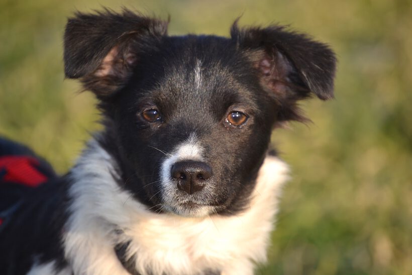 Sonnenschein Lolly- kleine alberne Nudel sucht Herzensmenschen