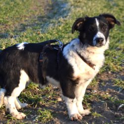 Wirbelwind Bolly- Lebensfreude pur sucht konsequente Herzensmenschen