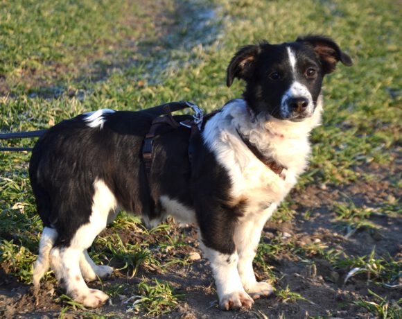 Wirbelwind Bolly- Lebensfreude pur sucht konsequente Herzensmenschen