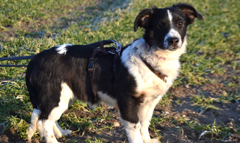 Wirbelwind Bolly- Lebensfreude pur sucht konsequente Herzensmenschen