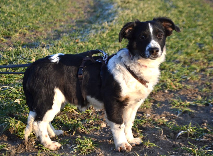 Wirbelwind Bolly- Lebensfreude pur sucht konsequente Herzensmenschen Wirbelwind Bolly- Lebensfreude pur sucht konsequente Herzensmenschen