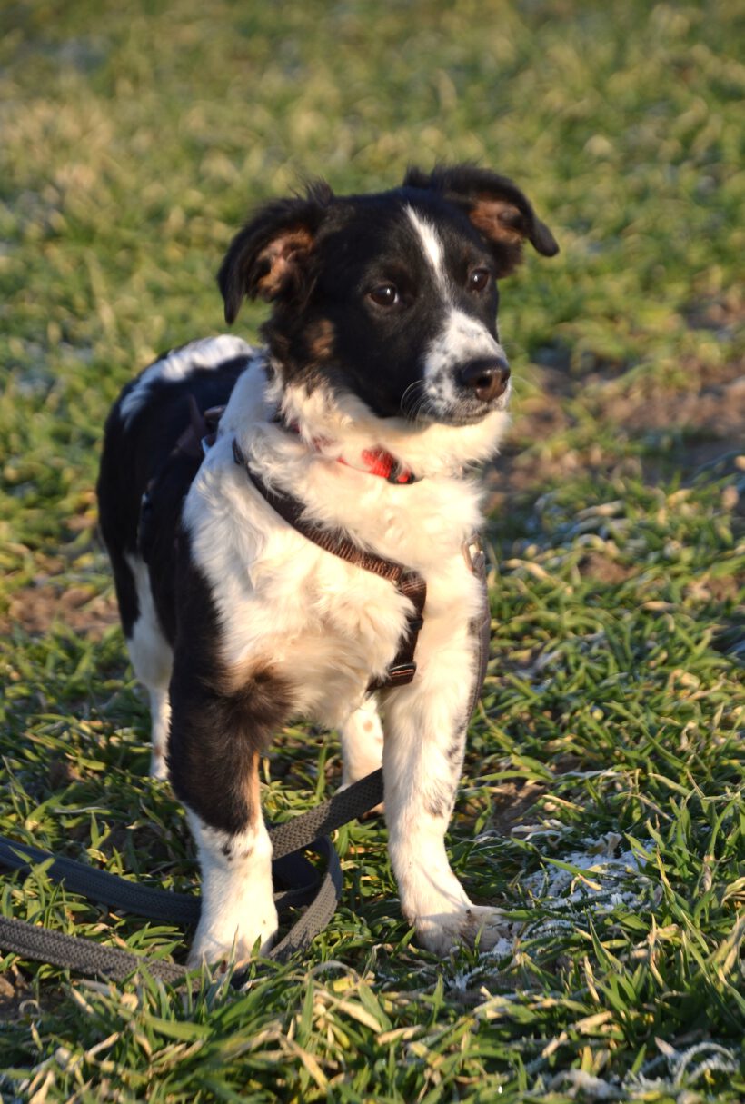 Wirbelwind Bolly- Lebensfreude pur sucht konsequente Herzensmenschen Wirbelwind Bolly- Lebensfreude pur sucht konsequente Herzensmenschen