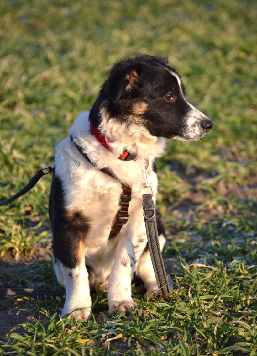 Wirbelwind Bolly- Lebensfreude pur sucht konsequente Herzensmenschen Wirbelwind Bolly- Lebensfreude pur sucht konsequente Herzensmenschen