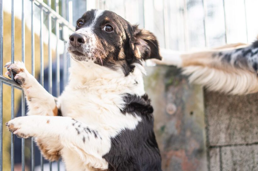 Bolly – Lebensfreude pur sucht konsequente Herzensmenschen!
