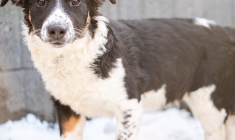 Bolly – Lebensfreude pur sucht konsequente Herzensmenschen!