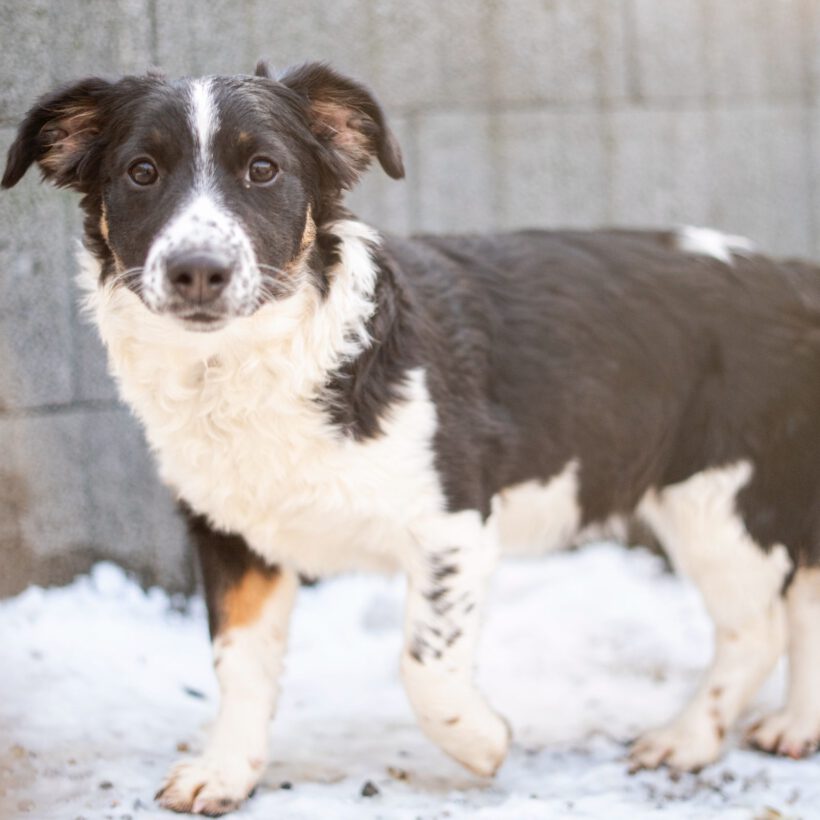 Bolly – Lebensfreude pur sucht konsequente Herzensmenschen!