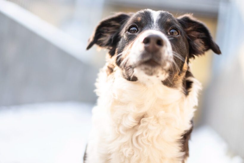 Bolly – Lebensfreude pur sucht konsequente Herzensmenschen!