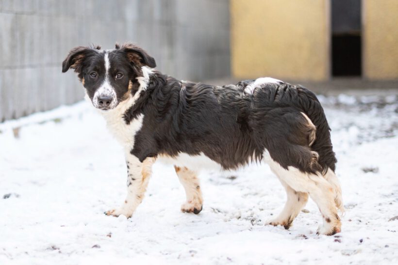 Bolly – Lebensfreude pur sucht konsequente Herzensmenschen!