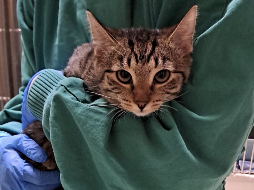 Mercedes, Bentley und Ferrari