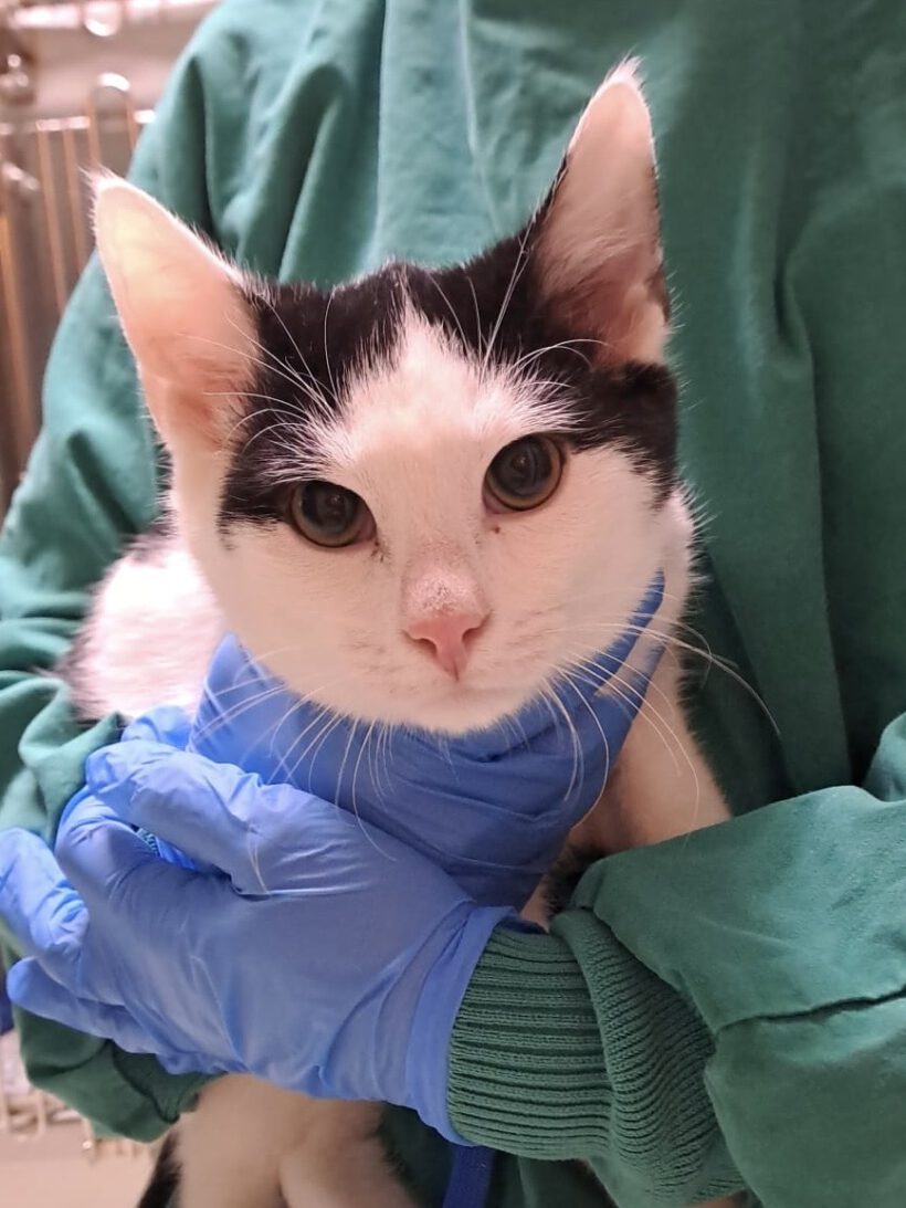 Mercedes, Bentley und Ferrari