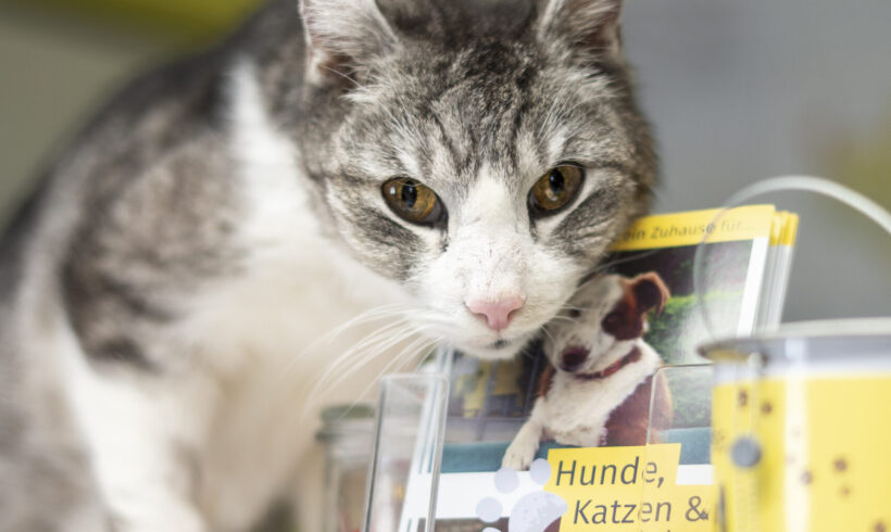 Schlumpi, der Herzensbrecher: Große Liebe mit kleinen „Baustellen“ sucht ein Zuhause