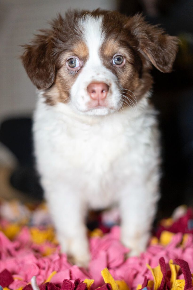 Hazel – Kleine Abenteurerin mit Gute-Laune-Garantie! Hazel – Kleine Abenteurerin mit Gute-Laune-Garantie!