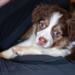 Hazel – Kleine Abenteurerin mit Gute-Laune-Garantie!