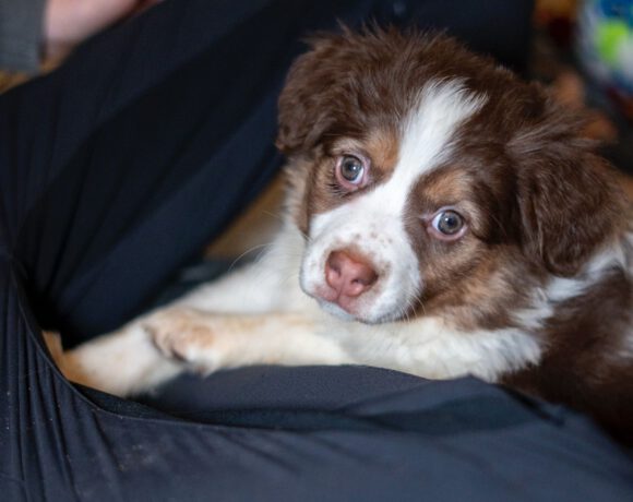 Hazel – Kleine Abenteurerin mit Gute-Laune-Garantie! Hazel – Kleine Abenteurerin mit Gute-Laune-Garantie!