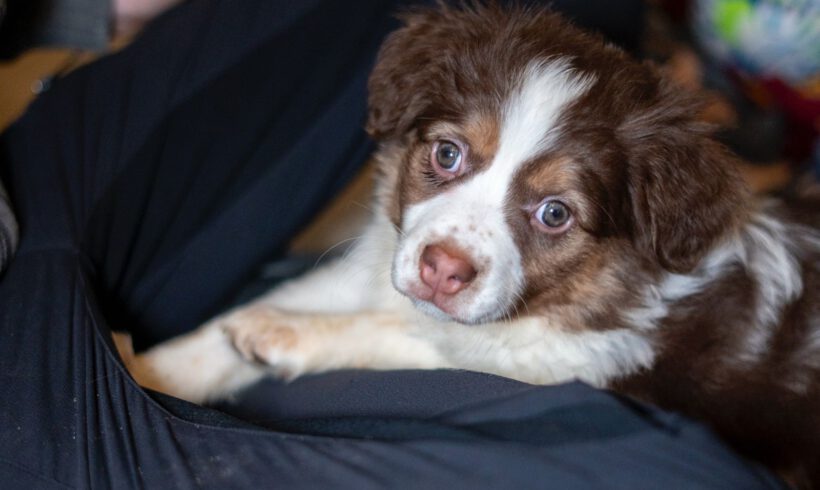 Hazel – Kleine Abenteurerin mit Gute-Laune-Garantie!