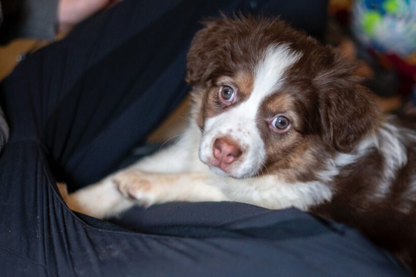 Hazel – Kleine Abenteurerin mit Gute-Laune-Garantie! Hazel – Kleine Abenteurerin mit Gute-Laune-Garantie!