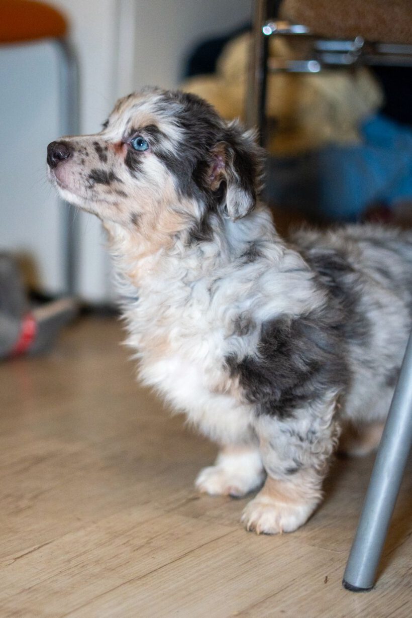 Cooper – Kleiner Charmeur mit großem Herzen sucht Lebensplatz Cooper – Kleiner Charmeur mit großem Herzen sucht Lebensplatz