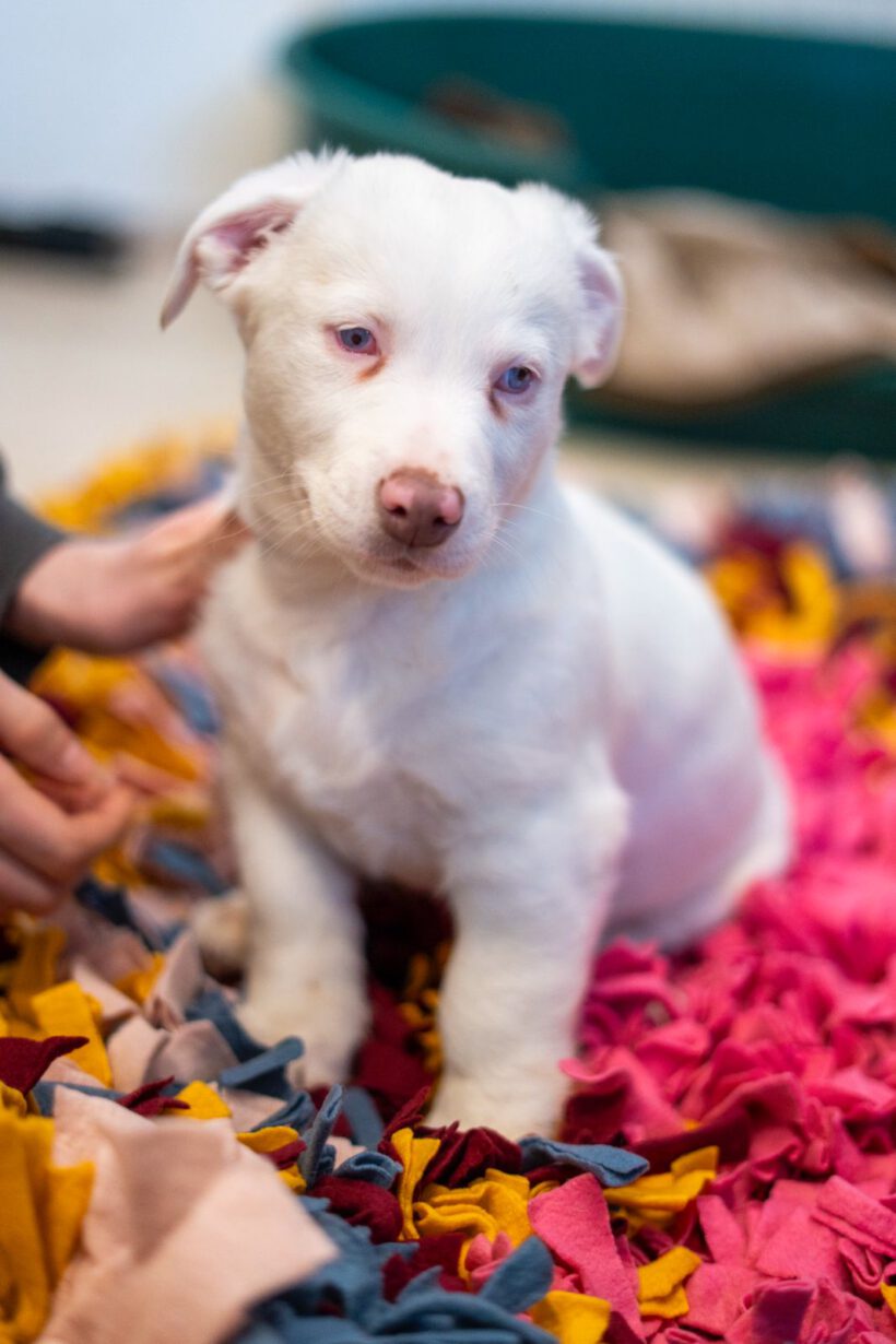 Yuki – Ein kleiner Wirbelwind mit besonderem Blick auf die Welt sucht seine Dolmetscher! Yuki – Ein kleiner Wirbelwind mit besonderem Blick auf die Welt sucht seine Dolmetscher!