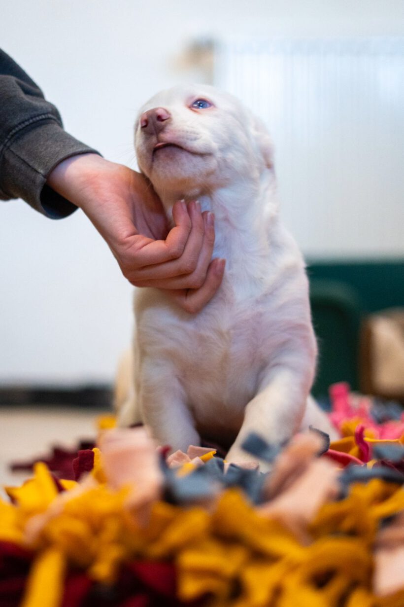 Yuki – Ein kleiner Wirbelwind mit besonderem Blick auf die Welt sucht seine Dolmetscher! Yuki – Ein kleiner Wirbelwind mit besonderem Blick auf die Welt sucht seine Dolmetscher!