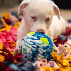 Yuki – Ein kleiner Wirbelwind mit besonderem Blick auf die Welt sucht seine Dolmetscher!