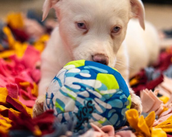 Yuki – Ein kleiner Wirbelwind mit besonderem Blick auf die Welt sucht seine Dolmetscher Yuki – Ein kleiner Wirbelwind mit besonderem Blick auf die Welt sucht seine Dolmetscher