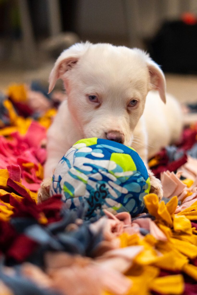 Yuki – Ein kleiner Wirbelwind mit besonderem Blick auf die Welt sucht seine Dolmetscher! Yuki – Ein kleiner Wirbelwind mit besonderem Blick auf die Welt sucht seine Dolmetscher!