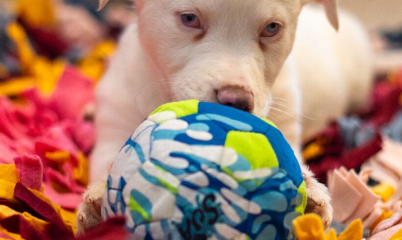Yuki – Ein kleiner Wirbelwind mit besonderem Blick auf die Welt sucht seine Dolmetscher!