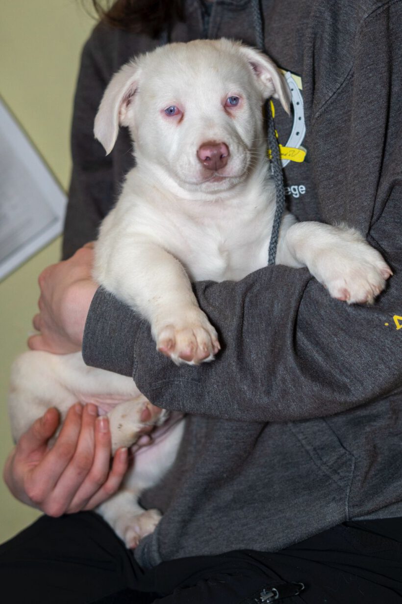 Yuki – Ein kleiner Wirbelwind mit besonderem Blick auf die Welt sucht seine Dolmetscher! Yuki – Ein kleiner Wirbelwind mit besonderem Blick auf die Welt sucht seine Dolmetscher!