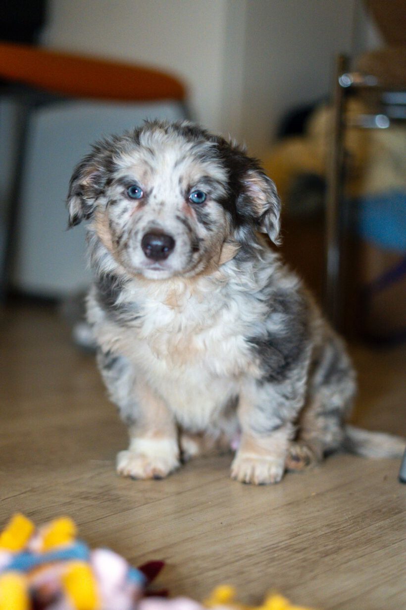 Cooper – Kleiner Charmeur mit großem Herzen sucht Lebensplatz Cooper – Kleiner Charmeur mit großem Herzen sucht Lebensplatz