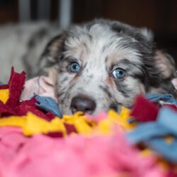 Cooper – Kleiner Charmeur mit großem Herzen sucht Lebensplatz