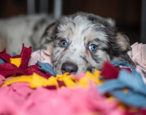 Cooper – Kleiner Charmeur mit großem Herzen sucht Lebensplatz Cooper – Kleiner Charmeur mit großem Herzen sucht Lebensplatz