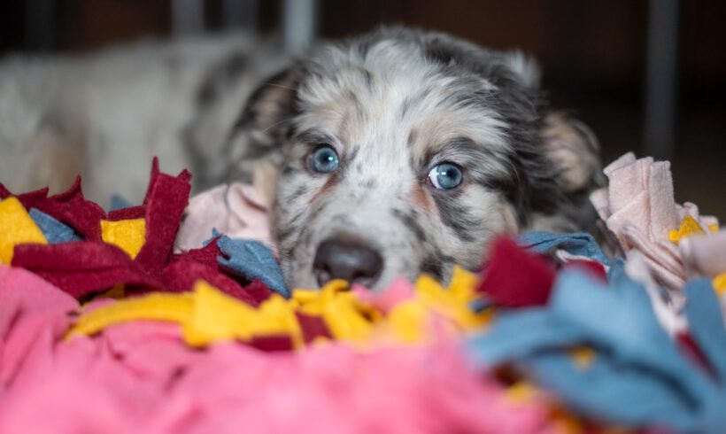 Cooper – Kleiner Charmeur mit großem Herzen sucht Lebensplatz!