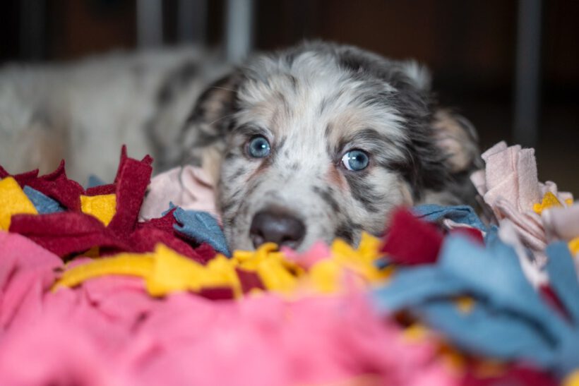 Cooper – Kleiner Charmeur mit großem Herzen sucht Lebensplatz Cooper – Kleiner Charmeur mit großem Herzen sucht Lebensplatz