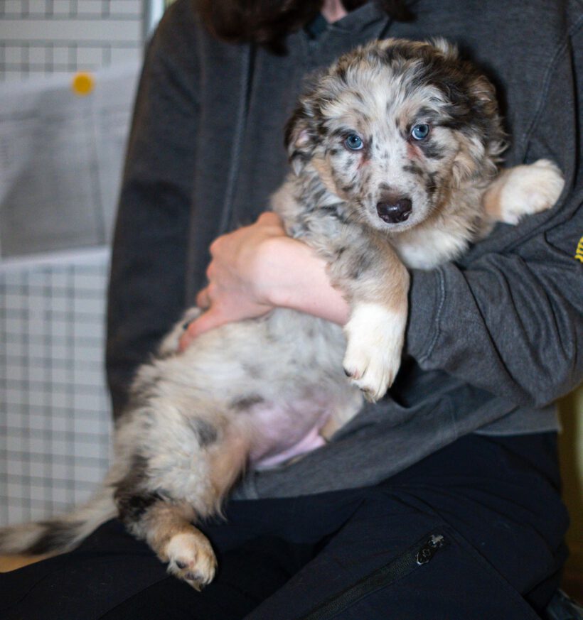 Cooper – Kleiner Charmeur mit großem Herzen sucht Lebensplatz Cooper – Kleiner Charmeur mit großem Herzen sucht Lebensplatz