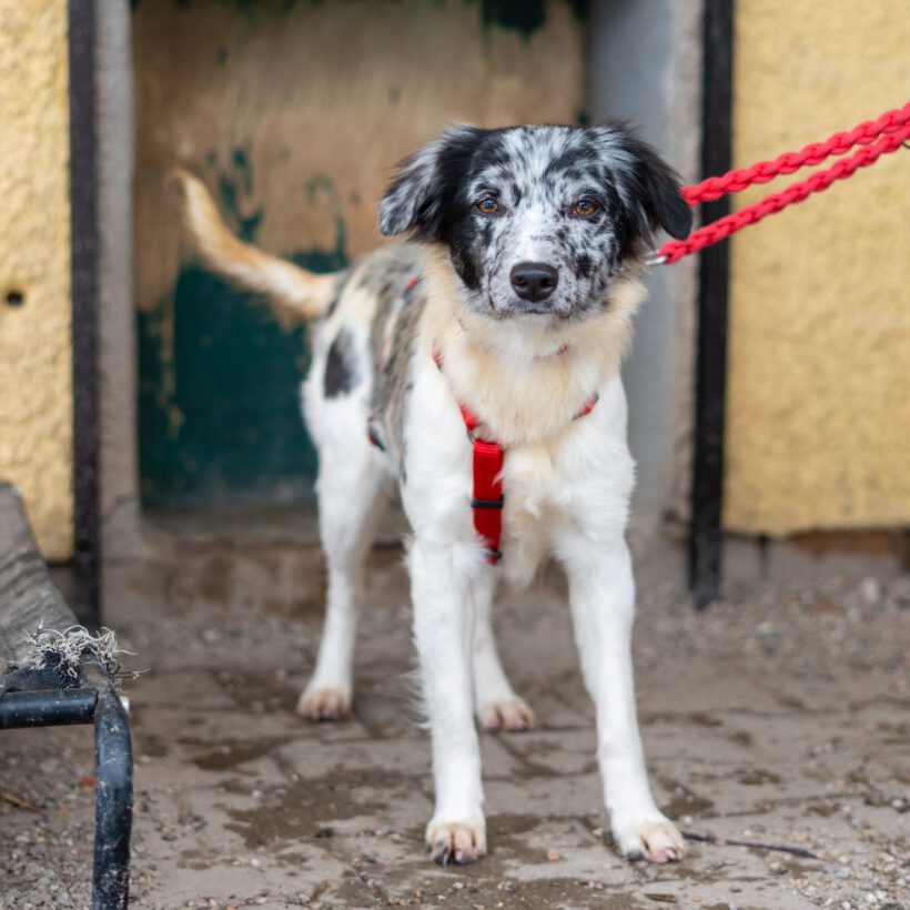 Liv – Zarte Hütehund-Seele sucht Ruheanker & Abenteurer! Liv – Zarte Hütehund-Seele sucht Ruheanker & Abenteurer!