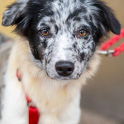 Liv – Zarte Hütehund-Seele sucht Ruheanker & Abenteurer!