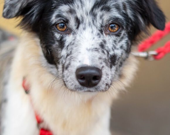 Liv – Zarte Hütehund-Seele sucht Ruheanker & Abenteurer Liv – Zarte Hütehund-Seele sucht Ruheanker & Abenteurer