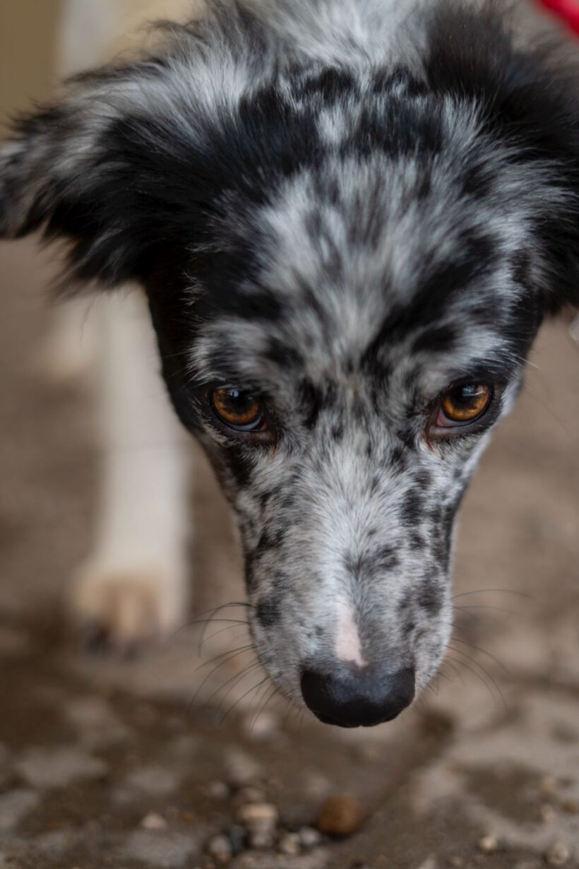 Liv – Zarte Hütehund-Seele sucht Ruheanker & Abenteurer! Liv – Zarte Hütehund-Seele sucht Ruheanker & Abenteurer!