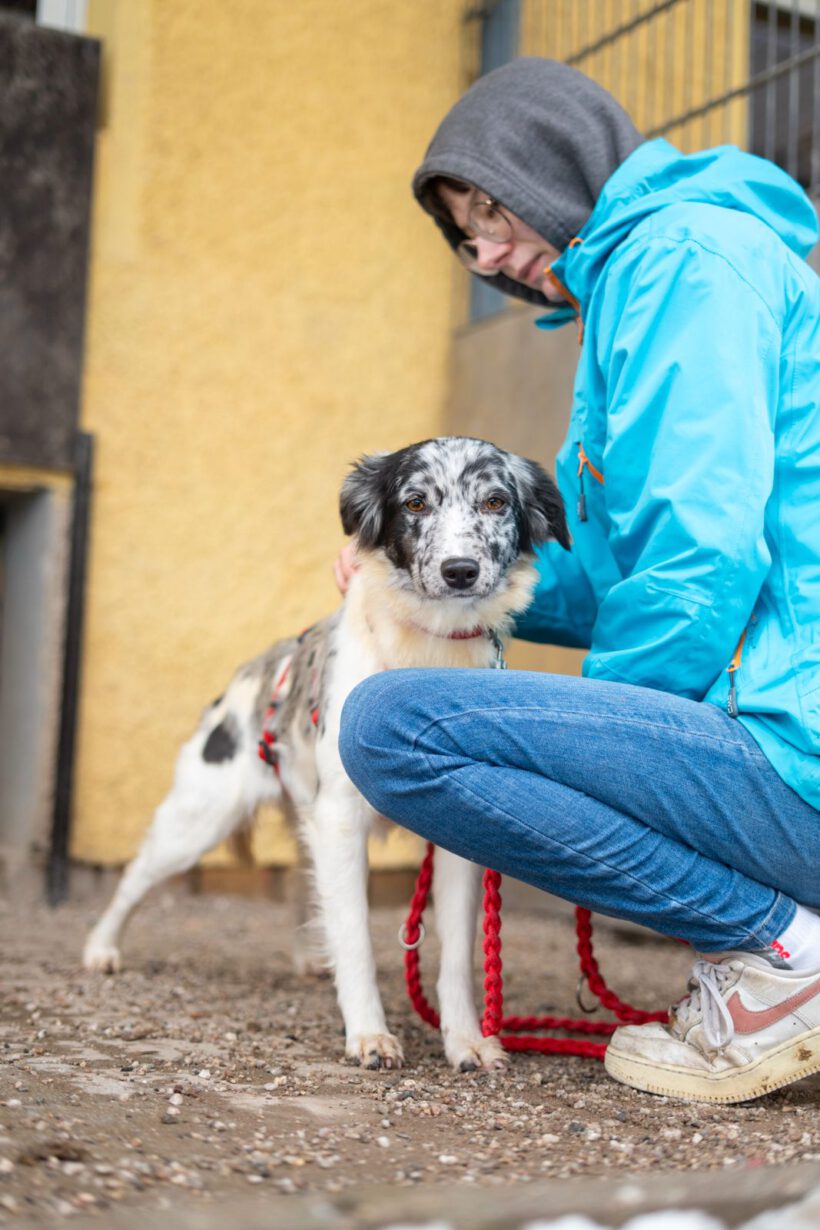 Liv – Zarte Hütehund-Seele sucht Ruheanker & Abenteurer! Liv – Zarte Hütehund-Seele sucht Ruheanker & Abenteurer!