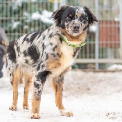 Loona – Sanfte Seele sucht Beständigkeit und Herz!