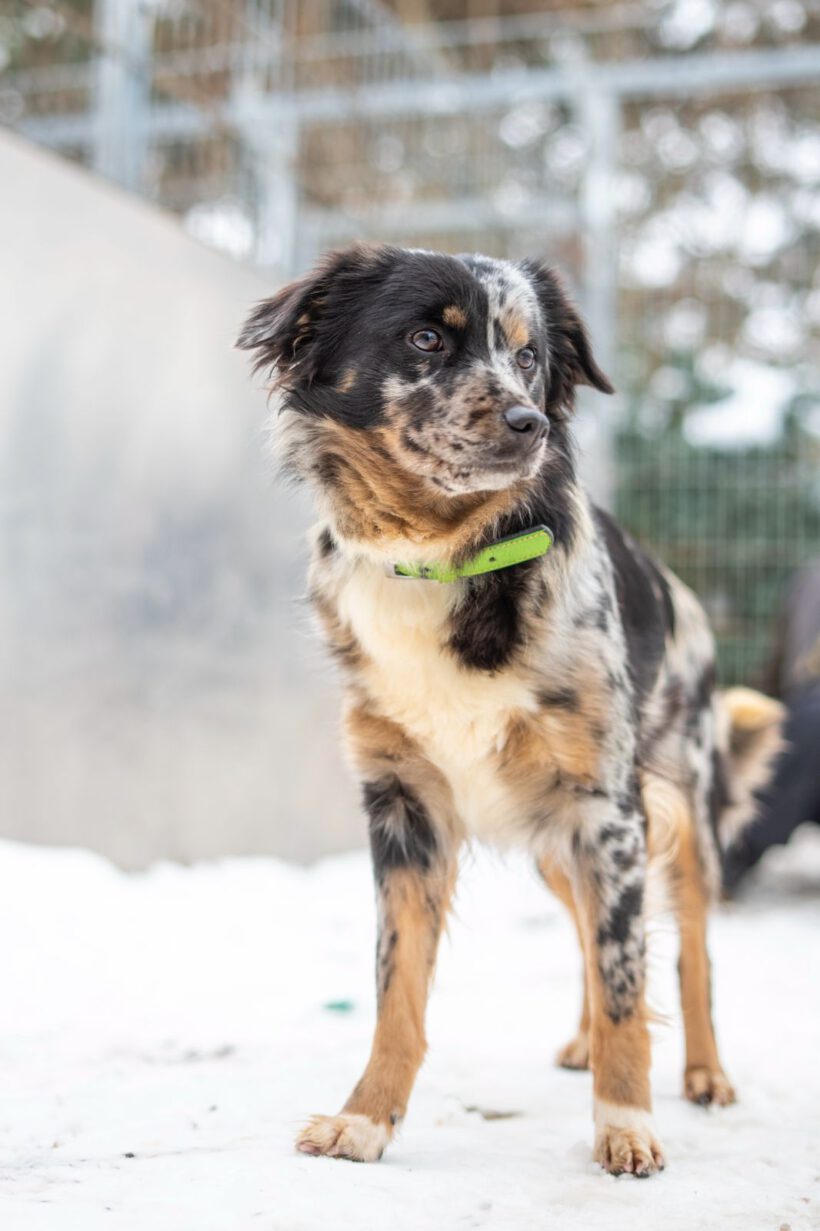 Loona – Sanfte Seele sucht Beständigkeit und Herz! Loona – Sanfte Seele sucht Beständigkeit und Herz!