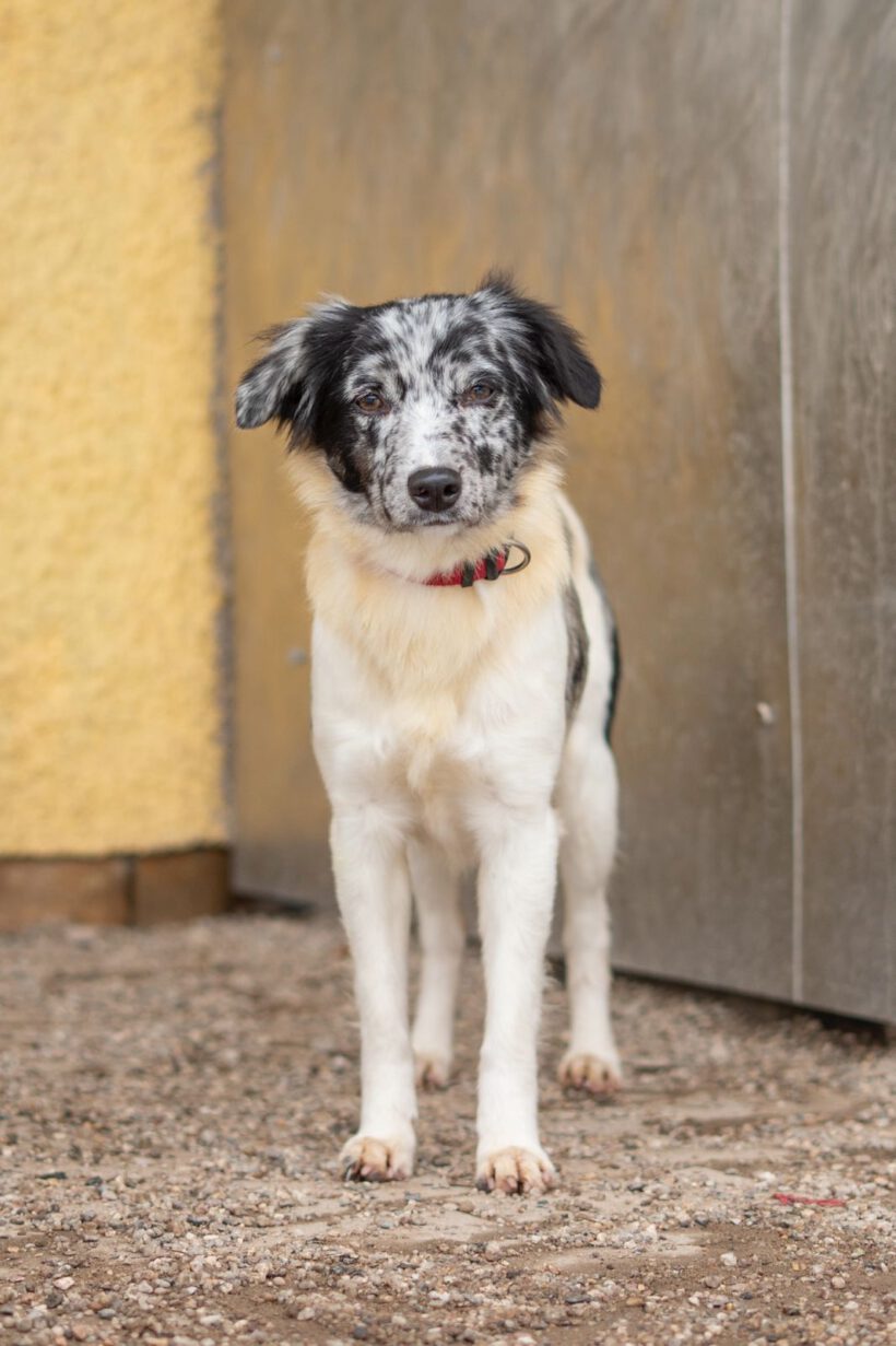 Liv – Zarte Hütehund-Seele sucht Ruheanker & Abenteurer! Liv – Zarte Hütehund-Seele sucht Ruheanker & Abenteurer!